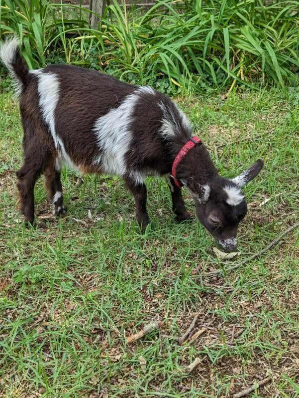 Doe (Red Collar)